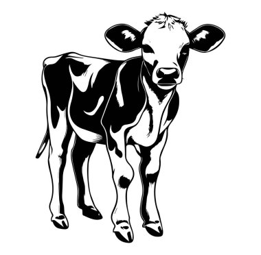 Profilde Genç Bir İneğin Siyah ve Beyaz Fotoğrafı