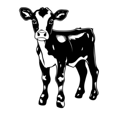 Profilde Meraklı Bir Buzağının Siyah ve Beyaz Fotoğrafı
