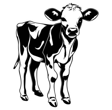 Siyah ve Beyaz El Çizimi Bir Buzağı Çizimi