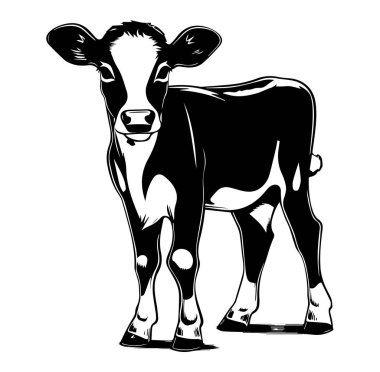 Beyaz Arkaplanda Siyah ve Beyaz İnek Çizimi