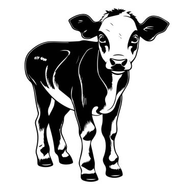 Sevimli Siyah ve Beyaz Buzağı Çiftlik Ortamı 'nda Duruyor