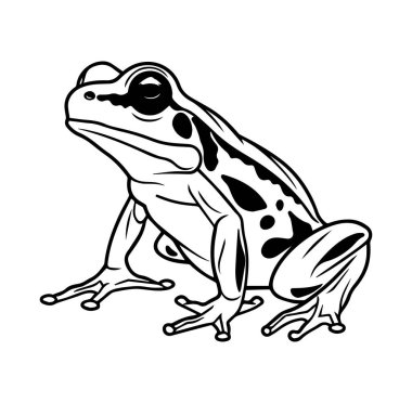 Siyah ve Beyaz Biçimli Bir Kurbağanın Ayrıntılı Resimleri