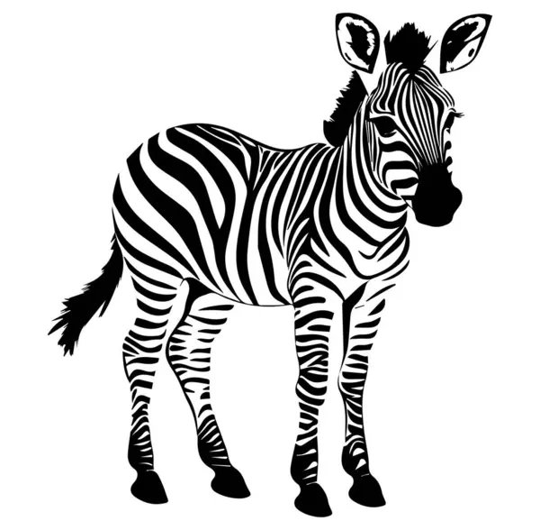Siyah ve beyaz çizgileri olan zarif zebra çizimi