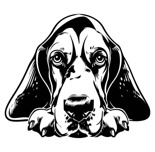 İfadeli Basset Tazı Başlığının Ayrıntılı ResmiComment