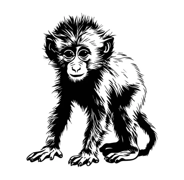 Siyah ve Beyaz Görünümlü Şirin Genç Maymun