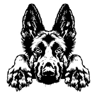 İfade Edici Özellikleri Olan Bir Köpeğin Ayrıntılı Resimleri