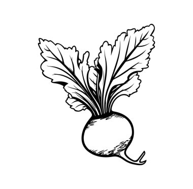 Yeşil Yapraklar ve Köklerle El Çizimi Turp Çizimi