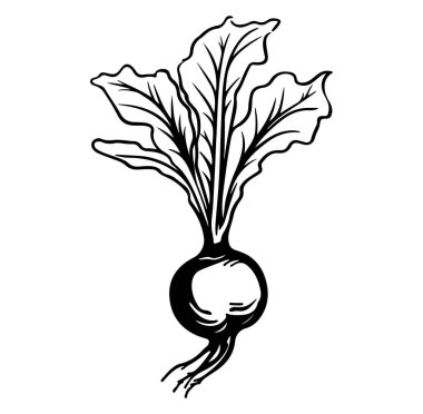 Yapraklı Taze Turp 'un Siyah ve Beyaz Çizimi