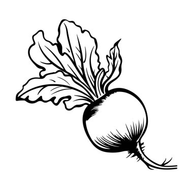 Taze Turp 'un El Çizimi Siyah ve Beyaz Çizimi