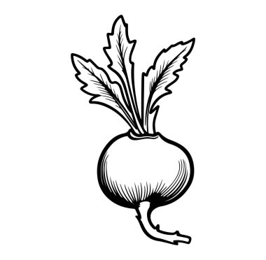 Mutfak ve Bahçe Kullanımı için el yapımı Turp Çizimi