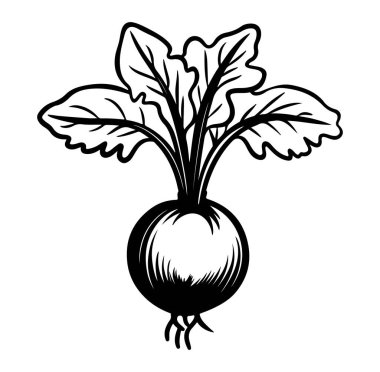 Yeşil Yaprak Tasarımlı El Çizimi Turp Çizimi