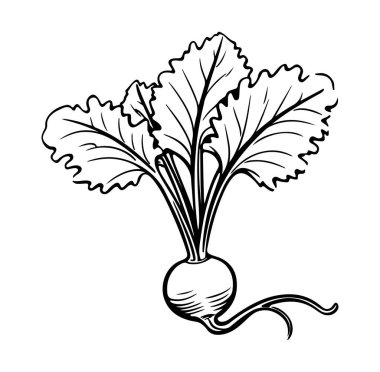 Siyah ve Beyaz Yapraklı El Çizimi Turp