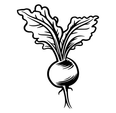 Taze Turp Sebzesinin Siyah ve Beyaz Çizimi