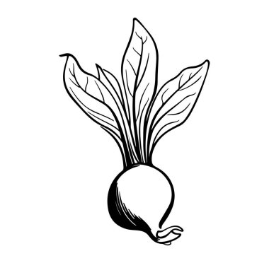 Sanatsal Yemek Resimleri İçin Yapraklı El Yaprağı Turpu