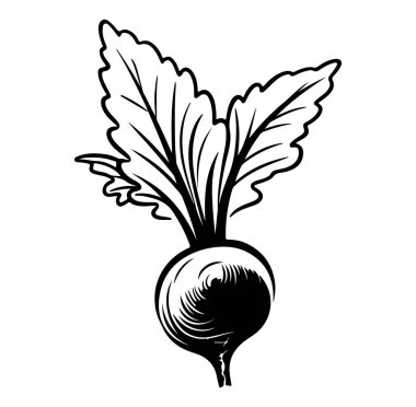 Yapraklı Turp 'un Siyah ve Beyaz Çizimi