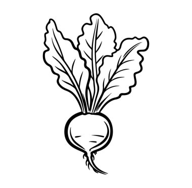 Elle çizilmiş Yapraklı Beyaz Pancar Çizimi