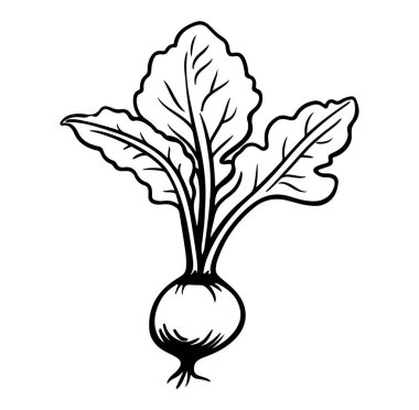 Yapraklı Yeşil Tasarımlı El Çizimi Turp Çizimi