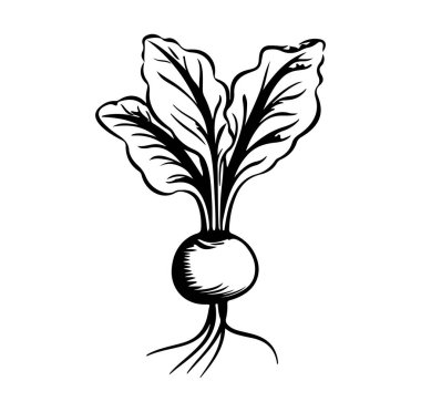 Yeşil Yapraklar ve Kökler Çizimleriyle El Çizimi Turp