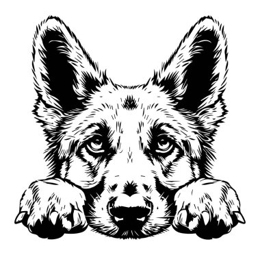 Yoğun İfadeli Bir Köpeğin Yüzünün Ayrıntılı ResimleriName