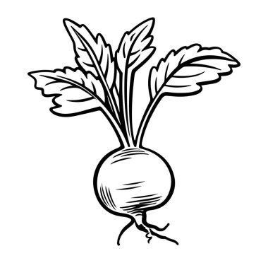 Beyaz arka planda yeşil yapraklı taze turp