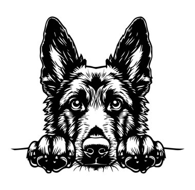 Odaklanmış İfadesi Olan Bir Köpeğin Ayrıntılı Resimleri