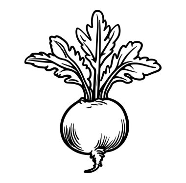 Siyah ve Beyaz Yapraklı El Tarzı Turp