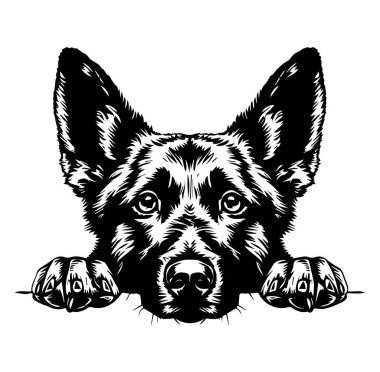 Yoğun İfadeli Bir Köpeğin Ayrıntılı Resimleri