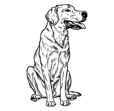 Profilde Oturan Bir Köpeğin Siyah ve Beyaz Çizimi