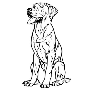 Oturan Labrador Retriever Köpeğinin Ayrıntılı Özeti