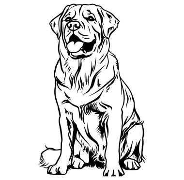 Siyah ve Beyaz Giyen Oturan Köpeğin Ayrıntılı Resimleri