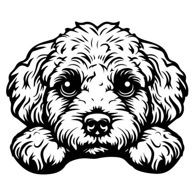 Siyah ve Beyaz Görünümlü Şirin ve Oyuncak Köpek Yüzlü