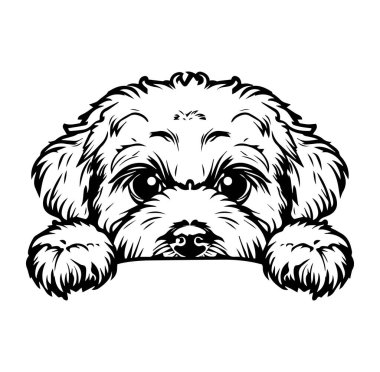 Şirin Köpek Yüzlü, Koca Gözlü ve Yumuşak Kürklü