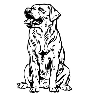 Oturan Köpeğin Detaylı Siyah-Beyaz Görünümü