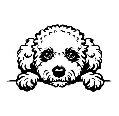 Sevimli Bichon Frise Köpeği Aşağıdan Neşeli Görünüyor