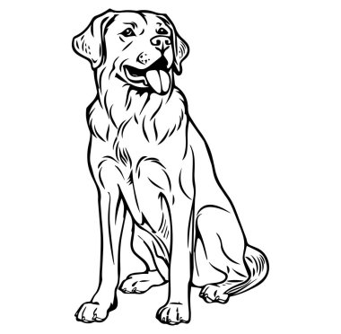 Arkadaş canlısı Labrador Köpeği Mutlu bir ifadeyle oturuyor