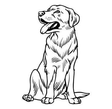 Özet Tarzında Oturan Arkadaş Canlısı Bir Köpeğin Detaylı Resimleri