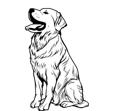 Zarif Oturan Labrador Köpeği Siyah-Beyaz Çiziyor