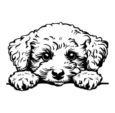 Büyük Gözler ve Neşeli İfade ile Sevimli Yavru Köpek Bakışı