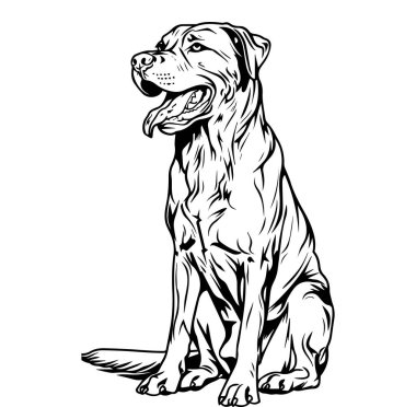 Oturan Labrador Köpek Taslağı 'nın Ayrıntılı Çizimi