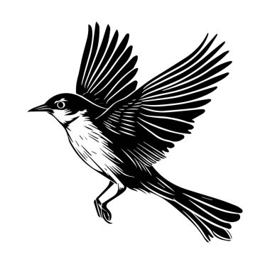 Uçan Siyah ve Beyaz Kuş Yayılmış Kanat Tasarımı