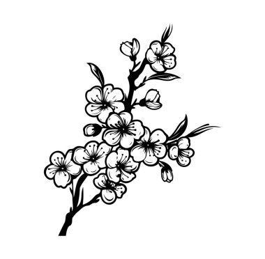 Güzel Kiraz Çiçeği dalının Siyah ve Beyaz Çizimi