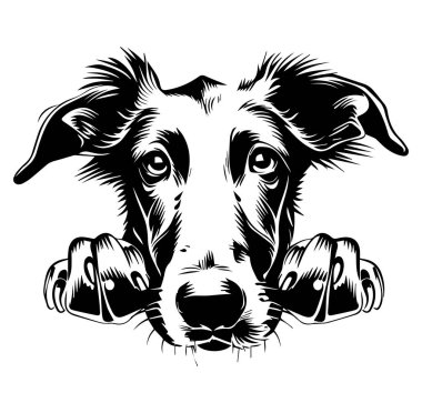 Siyah ve Beyaz Oyuncak İfadeli Bir Köpeğin Fotoğrafı