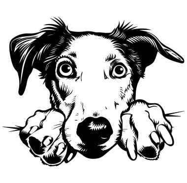 Büyük Gözlü ve Tuhaf İfadeli Oyuncu Köpek Surat