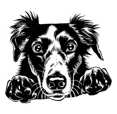 İfade Edici Özellikleri Olan Bir Köpeğin Ayrıntılı Resimleri