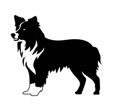 Beyaz Arkaplanda Bir Collie Köpeğinin Silueti