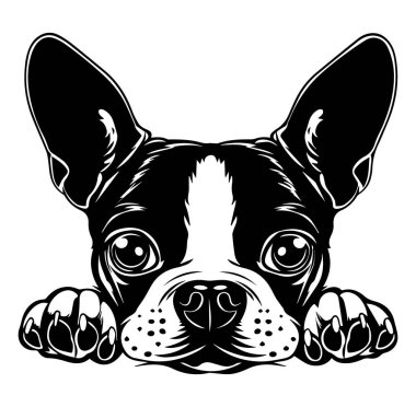 Tatlı Fransız Bulldog Surat, Büyük Gözler ve Cilveli Kulaklar