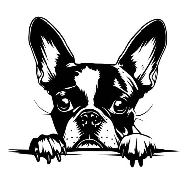 Meraklı Fransız Bulldog Surat 'ın Siyah ve Beyaz Fotoğrafı