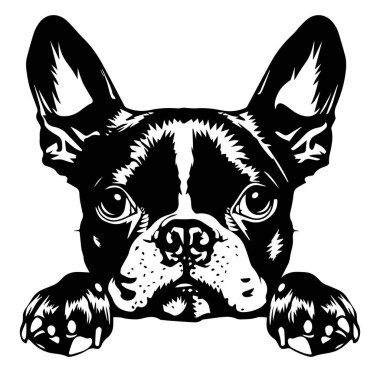 Sanatsal Siyah ve Beyaz Tasarım dalında sevimli Fransız Bulldog Head