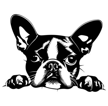 Siyah ve Beyaz Fransız Buldog Surat ve İfade Eden Gözler