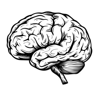 Siyah ve Beyaz Biçimli İnsan Beyni 'nin Detaylı Çizimi